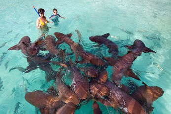 Shark Ray Alley takes marine life encounters to a fun new dimension. Shark Ray Alley takes marine life encounters to a fun new dimension.