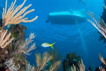 Diving with Brendal's Dive Center