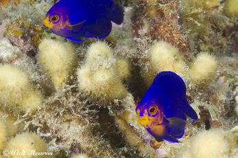 Cherub Fish in St. Lucia