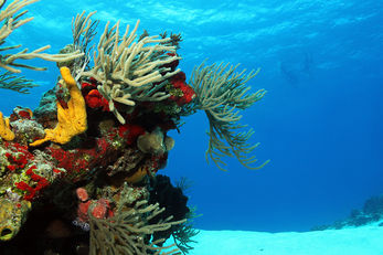 Corals on White Sand with Surfacing Divers in the Background, Cozumel, Mexico