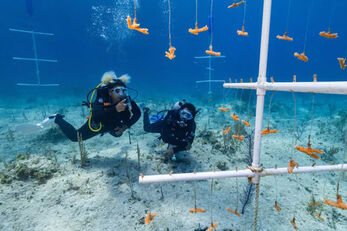 Divers exploring a coral nursery off the coast of Andros. Divers exploring a coral nursery off the coast of Andros.
