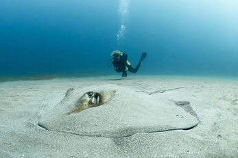 A menagerie of marine life can be found in sandy seabeds and seagrass meadows. A menagerie of marine life can be found in sandy seabeds and seagrass meadows.
