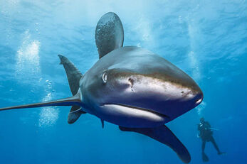 Divers meet oceanic white tips in open water. Divers meet oceanic white tips in open water.