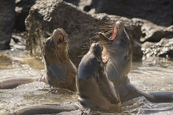 A sea lion colony at Cousin’s Rock. A sea lion colony at Cousin’s Rock.