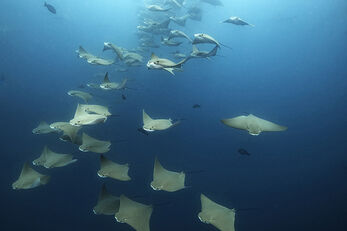 Divers can see up to 15 species of rays in the Galapagos. Divers can see up to 15 species of rays in the Galapagos.