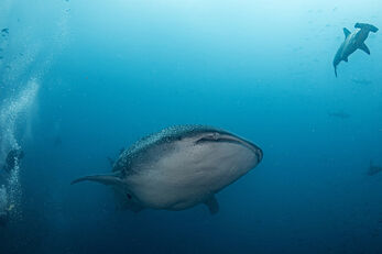Whale shark sightings are coming from June to November. Whale shark sightings are coming from June to November.