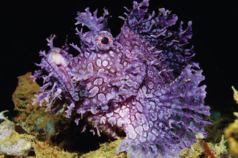 Night dives bring out a cast of weird and wonderful marine life. Night dives bring out a cast of weird and wonderful marine life.