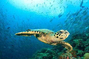 Dive sites at Siaba Besar Island are known for an abundance of sea turtles. Dive sites at Siaba Besar Island are known for an abundance of sea turtles.