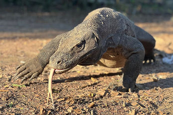 Dive trips may include a stop to view the park's namesake lizards. Dive trips may include a stop to view the park's namesake lizards.
