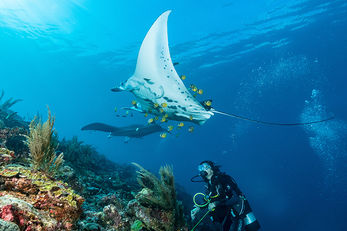 Rays are found year-round at the cleaning stations of Manta Point Rays are found year-round at the cleaning stations of Manta Point