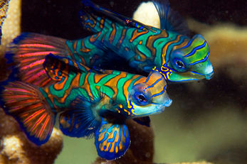 Mating mandarinfish stage nightly performances at Yap's Rainbow Reef.