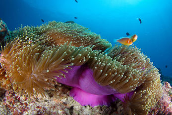 Thanks to decades of protection, Palau's reefs remain healthy and colorful. Thanks to decades of protection, Palau's reefs remain healthy and colorful.