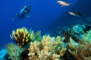 Blue Corner is known for thrilling shark encounters. Blue Corner is known for thrilling shark encounters.
