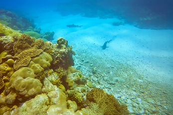 Ulong Channel is a sand-bottom ravine cut into the reef wall. Ulong Channel is a sand-bottom ravine cut into the reef wall.