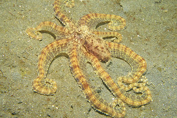 A mimic octopus can contort its tentacles to imitate a wide range of marine life A mimic octopus can contort its tentacles to imitate a wide range of marine life
