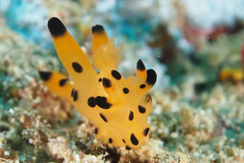 It's easy to see the Pikachu nudibranch's resemblance to a popular Japanese anime character. It's easy to see the Pikachu nudibranch's resemblance to a popular Japanese anime character.