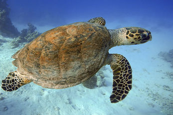 Kemp's Ridley sea turtles converge on a single beach for a communal egg laying session. Kemp's Ridley sea turtles converge on a single beach for a communal egg laying session.