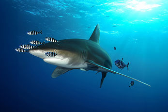 Oceanic White tip sharks are often seen on the Red Sea's offshore islands. Oceanic White tip sharks are often seen on the Red Sea's offshore islands.