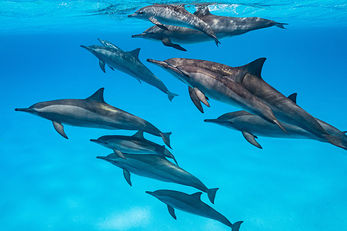 Spinner dolphins gather on offshore patch reefs along Egypt's southern Red Sea coastline. Spinner dolphins gather on offshore patch reefs along Egypt's southern Red Sea coastline.