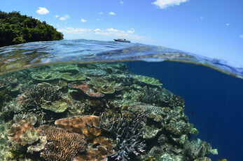 The resort's house reef encompasses a large area of shallow reef. The resort's house reef encompasses a large area of shallow reef.