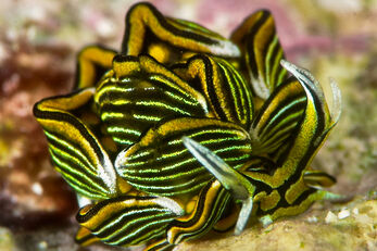 Nudibranch enthusiast will enjoy Tawali's muck diving sites. Nudibranch enthusiast will enjoy Tawali's muck diving sites.