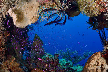 A coral grotto at Deacon's Reef opens to blue water. A coral grotto at Deacon's Reef opens to blue water.
