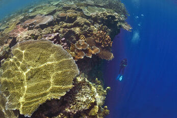 Offshore sites feature large coral-covered pinnacles and plateaus. Offshore sites feature large coral-covered pinnacles and plateaus.