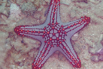 The red knob sea star has a classic five-leg profile radiating from a central disk containing the mouth. Light-detecting eye spots are located at the tip of each leg. 