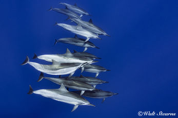 Spinner Dolphins