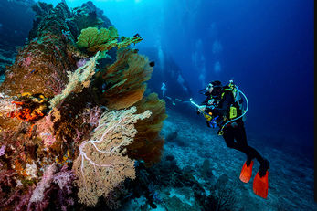 Many dive sites are dominated by large granite boulders.