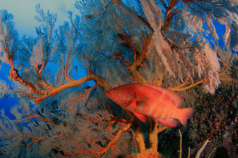 Rock formations are often covered in luxuriant soft coral.