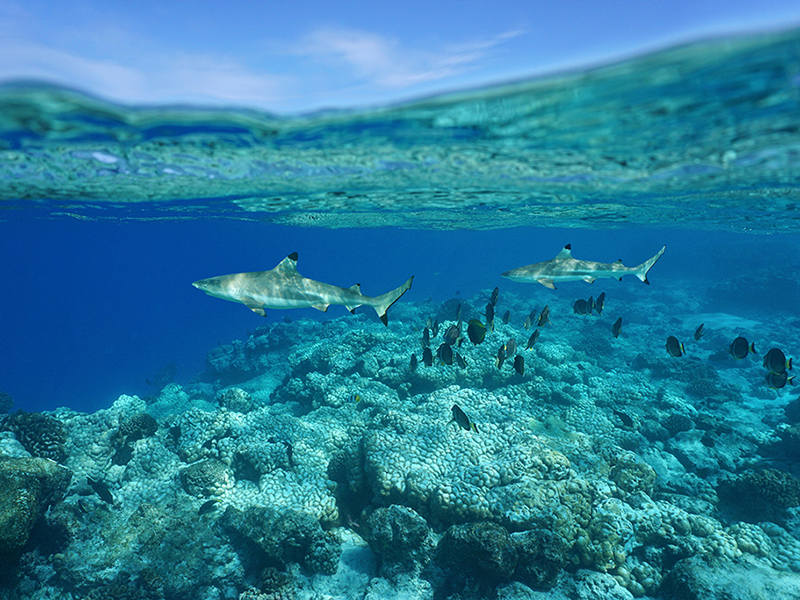 Blacktip reef sharks are often seen when diving the passes or adjacent reefs.