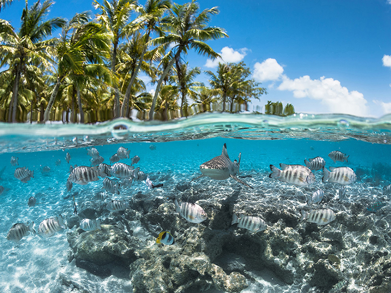 Interior lagoon sites shelter a menagerie of marine life
