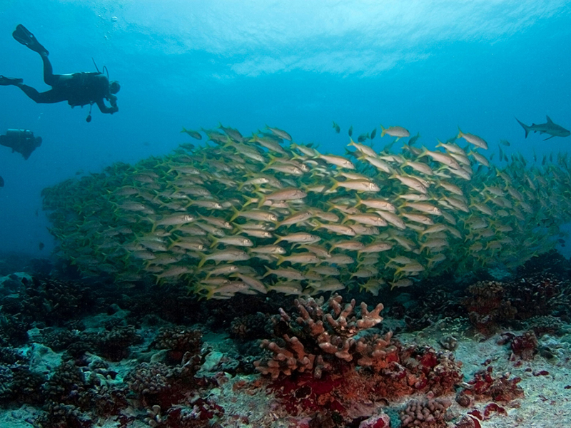 Many coastal dive sites feature low-relief reefs with lots of fish life.