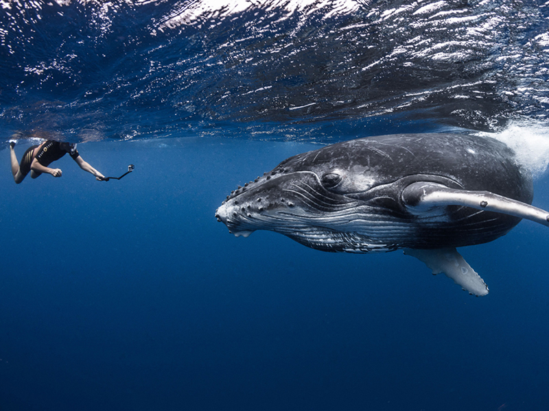 TOPDIVE offers seasonal trips to swim with humpback whales.