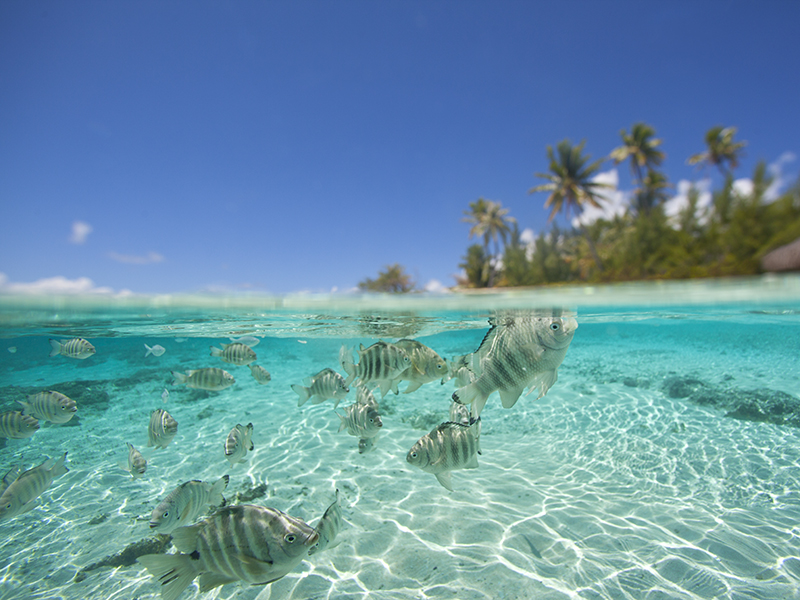 The waters of Tahiti are home to more than 1,000 species of fish.