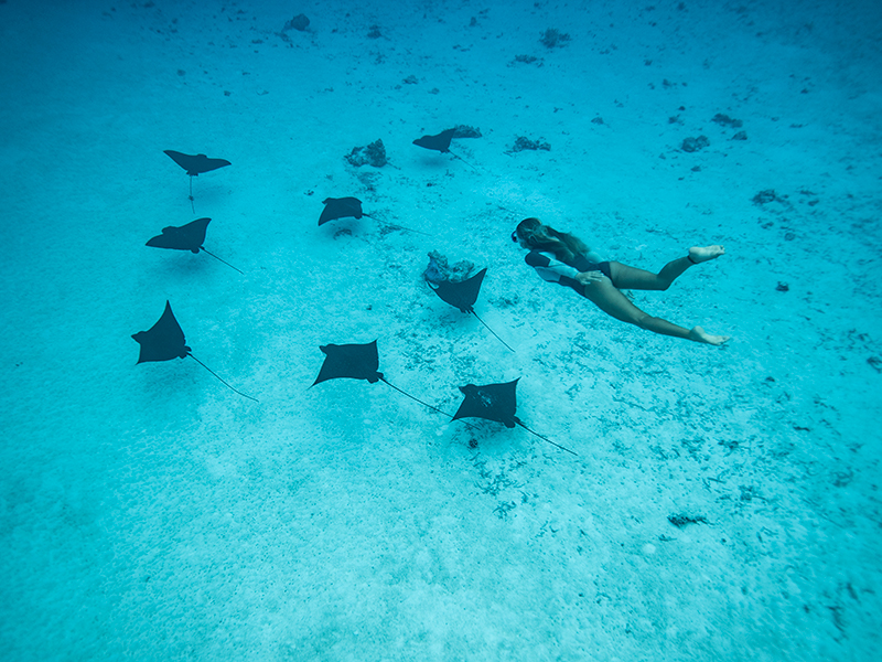 Certain sites within Tahiti's lagoons are known for encounters with stingrays and eagle rays. 