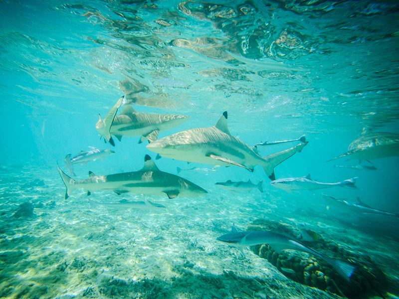 The atolls of Rangiroa and Fakarava are world-famous for gatherings of sharks in lagoon entrances.