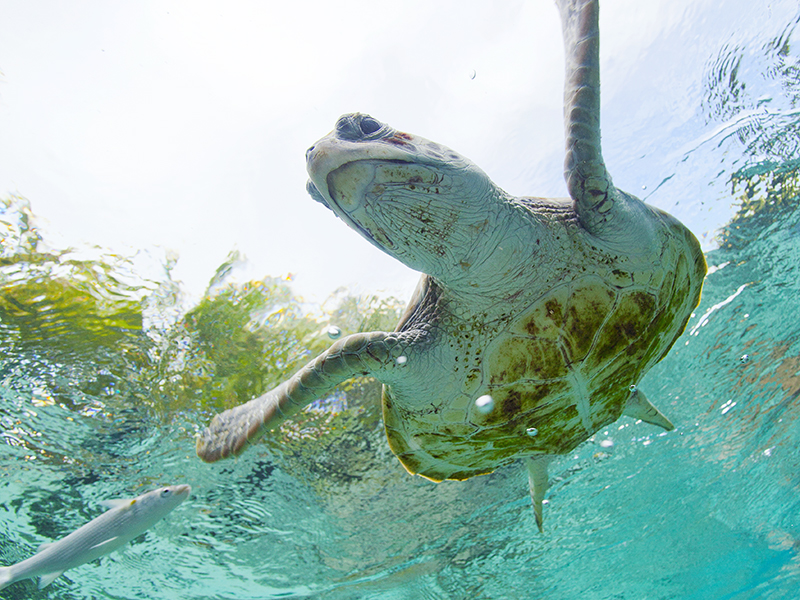 Green sea turtles are a common site in the shallow waters of Tahitian Lagoons.