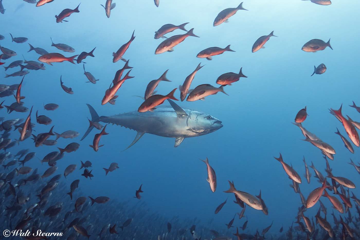 The Galapagos Islands are one of the few dive destinations where there is a good chance of seeing open-water species such as yellowfin tuna.