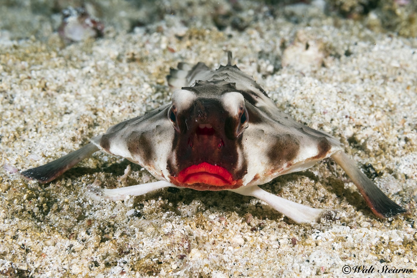 The red-lipped batfish is one of the more interesting small finds that await in the waters of the Galapagos.