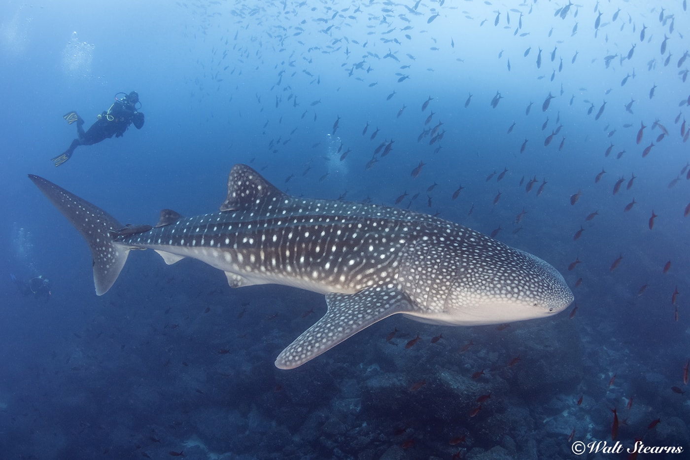 There is a chance of seeing whale sharks at any time of year, but the odds increase when cooler waters arrive in the months from July through November.