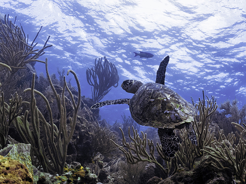 Soft corals and sponges thrive in the nutrient-rich waters that wash Tobago's Atlantic coastline.