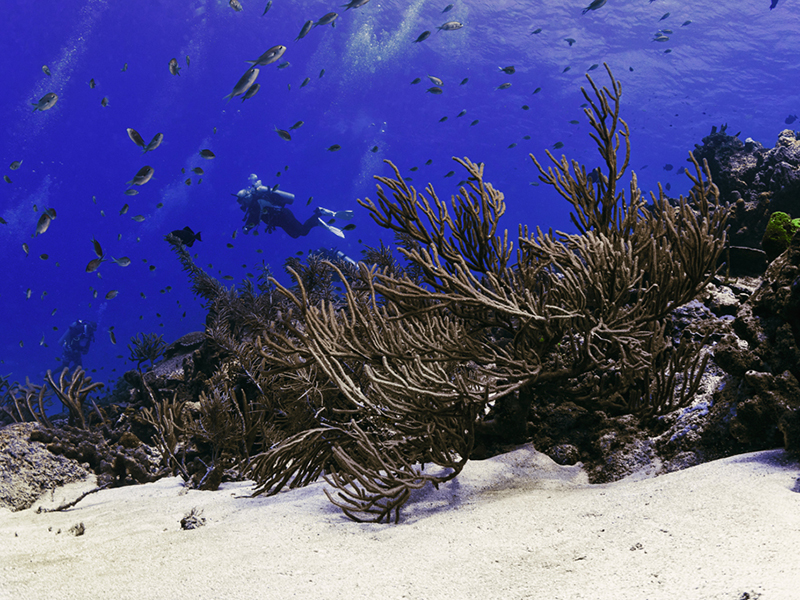 Tobago's southwest coast is flanked by shallow reefs that rise from a white-sand sea bed.