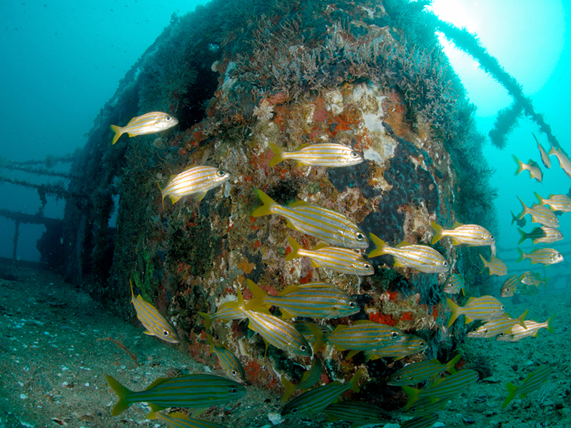 The decks of the MV Maverick are covered in thick blankets of coral and sponges.