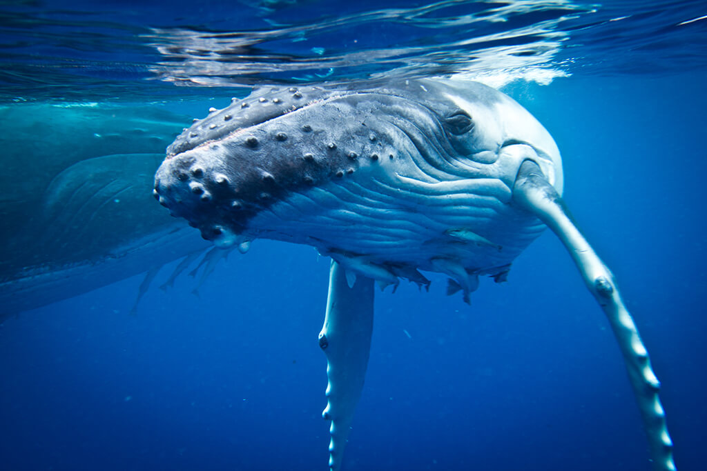 Humpback calves are often curious and may approach swimmers for a closer look.