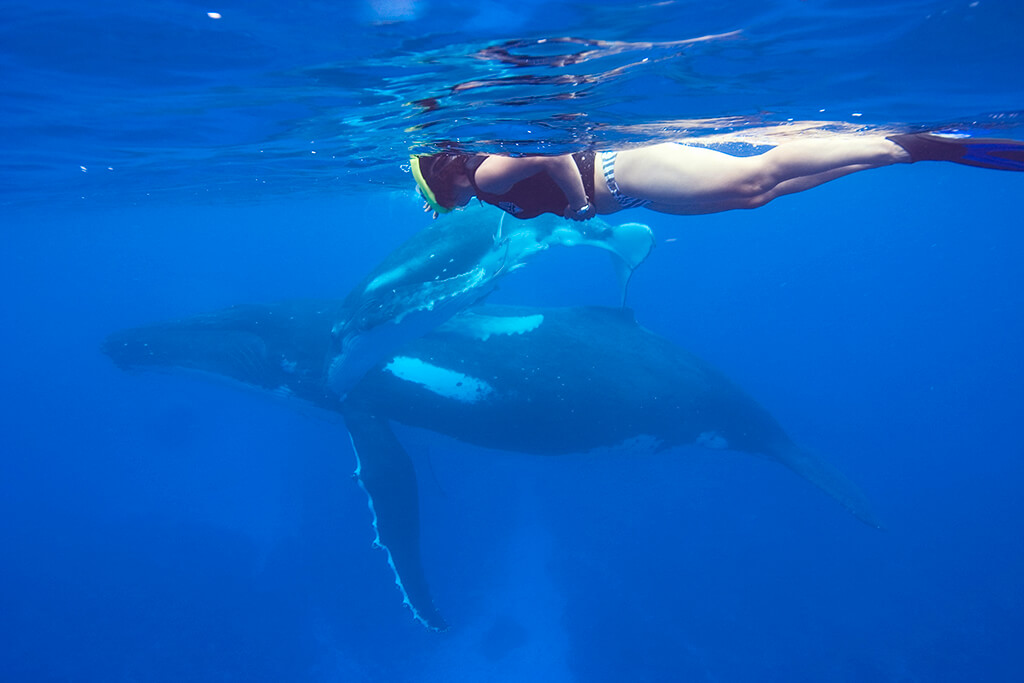 In the waters of Tonga swimmers enter the water in small groups to snorkel with humpbacks.