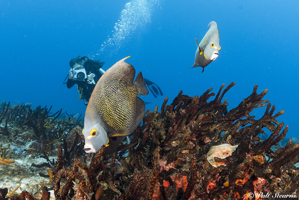 Pro Dive Mexico provides guests of Allegro Cozumel and Occidental Cozumel with four daily trips to area reefs.