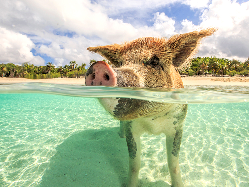 Swimming pigs greet visitors to a small island in the central Exumas.