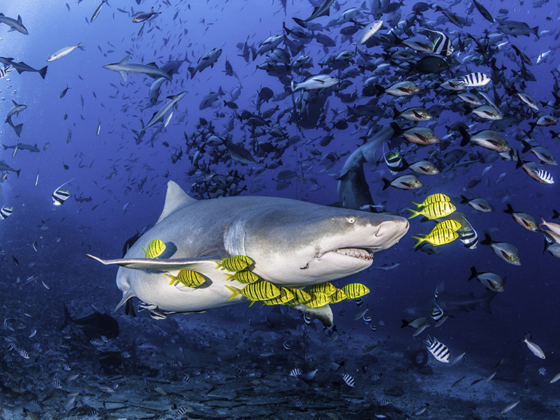 Beqa Lagoon is world-renowned for exciting encounters with big sharks. Bulls and tigers are often the stars of the show, and they are often joined by a half-dozen different species of sharks.